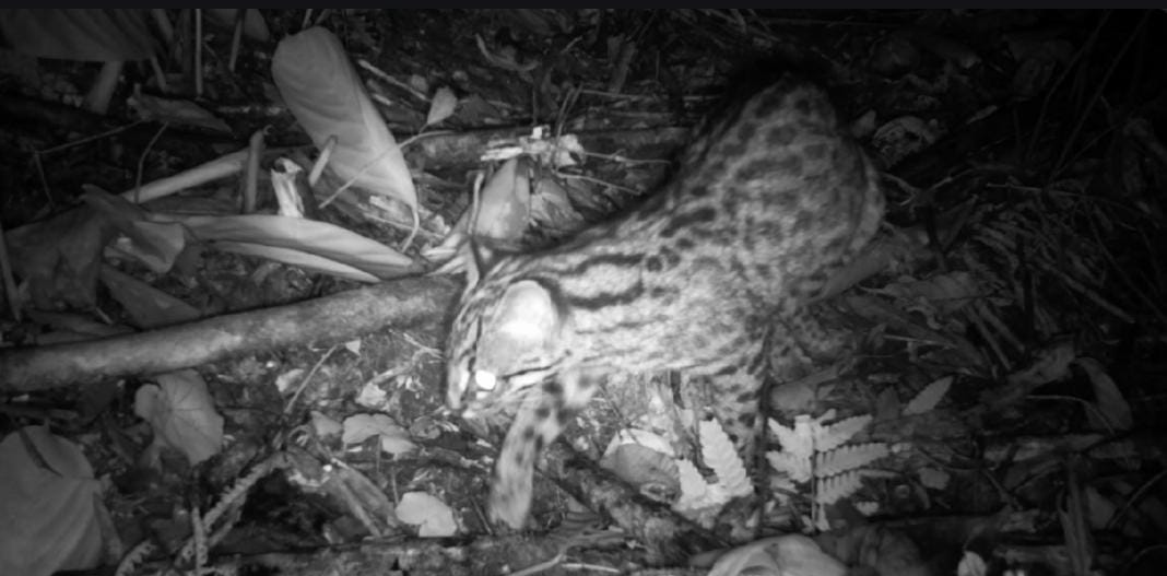 Imagem do Projeto: Onça